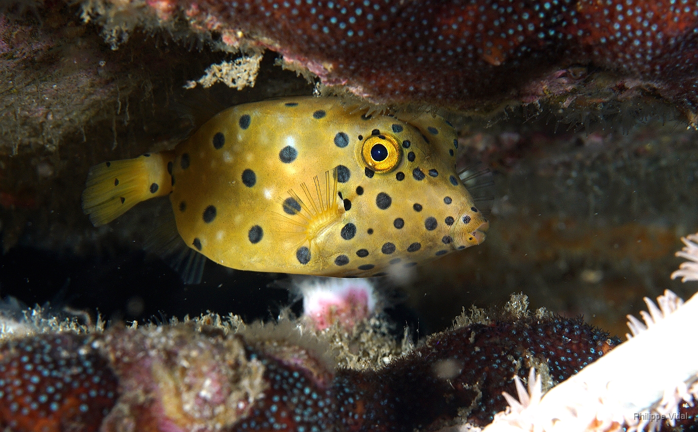 Birmanie - Mergui - 2018 - DSC03042 - Yellow boxfish - Poisson coffre jaune juv.- Ostracion cubicus.JPG